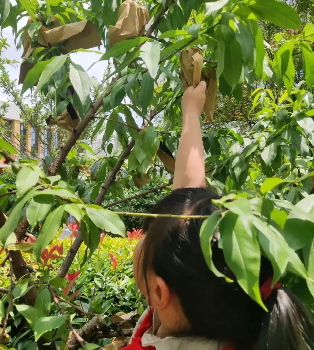 快乐劳动 幸福童年｜记双流区实验小学外国语学校劳动系列课程