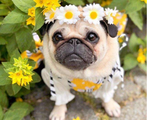 为什么越来越多人养"巴哥犬"?网友:养了就不想换狗了