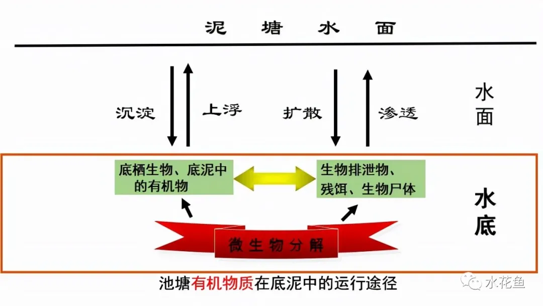 池塘底质改良：成也底质！败也底质！要养好水就须从塘底改良着手