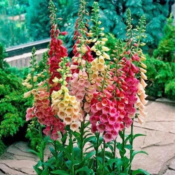 花朵美图｜温柔甜美的初吻、大丽花、耧斗菜花朵合集160张