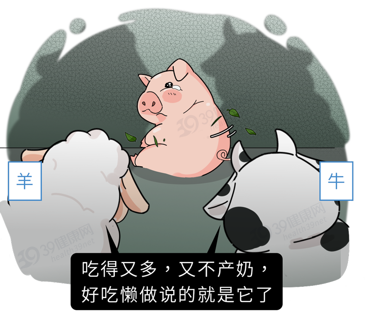 “猪奶”是什么味道？为什么没人喝？其实，它的营养比牛奶还要高