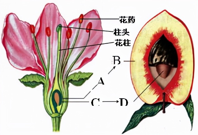 島本酵素之農(nóng)友百問百答——桃核發(fā)霉，果肉新鮮是怎么回事兒？