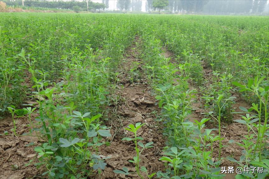 紫花苜蓿草图片(紫花苜蓿种植期间怎么施肥) - 赤虎壹号