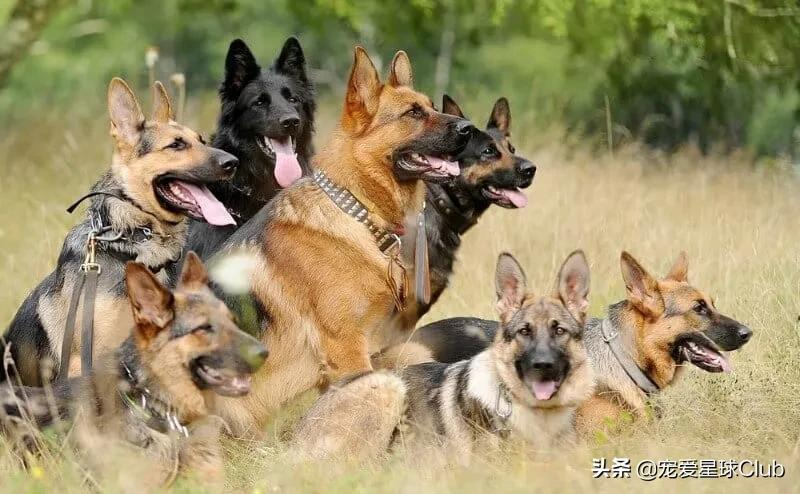百科 | 德国牧羊犬,会用生命来保家卫国的硬汉萌犬