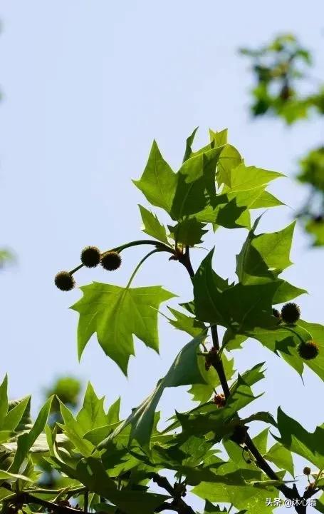 那年杏花春雨，石楠花开，梧桐飞絮……