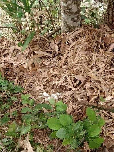 蛇怕什么？央视证明蛇不怕雄黄，风油精、蒜末驱蛇效果都比雄黄强