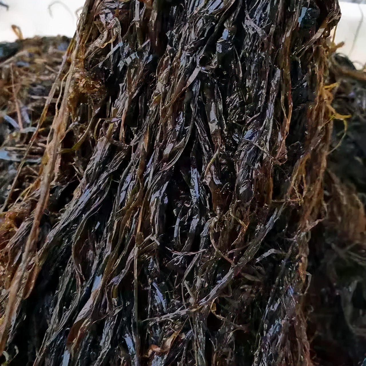 海麻线是什么(海麻线包子) - 家电维修网