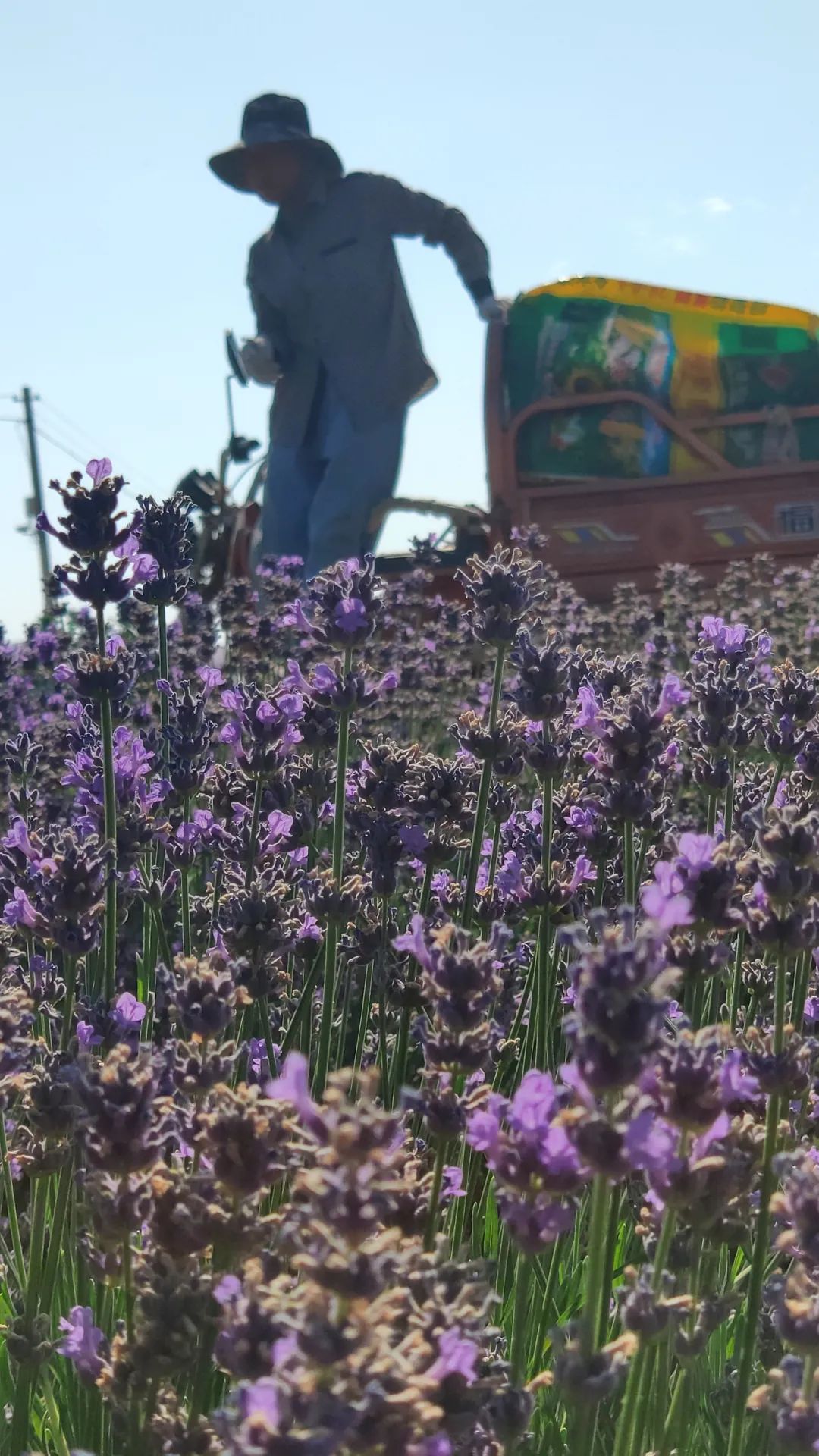 【圖集】合陽紫緣薰衣草種植園