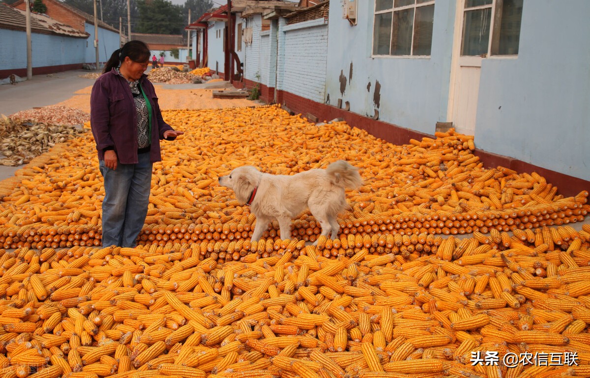 国家粮食和物资储备局：理性看待玉米市场形势，适时适价卖粮