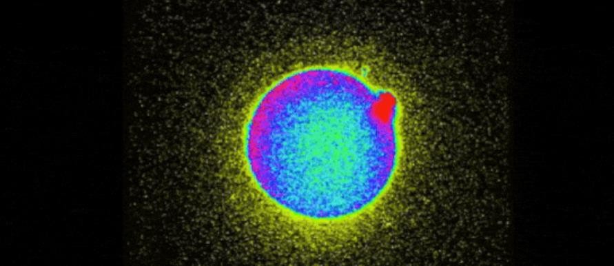 科学家拍到：精子和卵子结合的那一刻，真的会瞬间爆发出巨大闪光