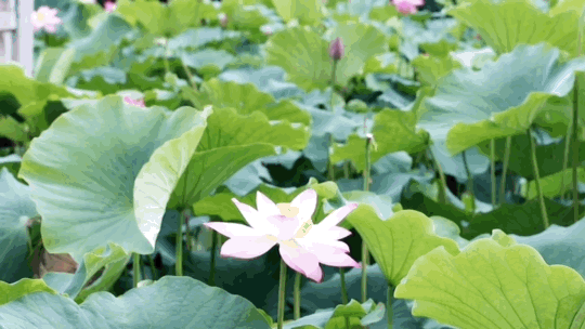 荡漾起满池的温柔~~西山这些地方已被荷花宠坏了！
