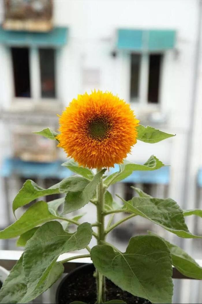 花朵美图｜温柔甜美的初吻、大丽花、耧斗菜花朵合集160张