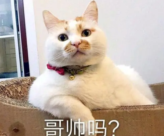 猫是杂食动物吗（20个养猫冷知识详细介绍）