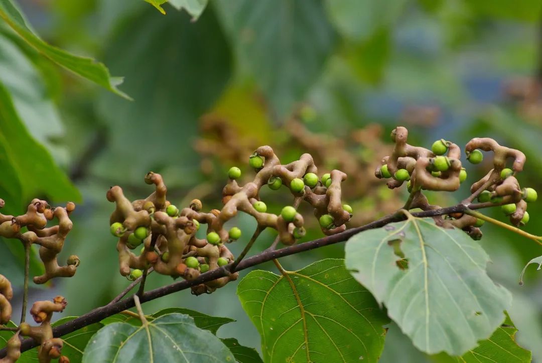 刺泡兒多少錢一斤(植物世界丨40種農村野果子) - 價格百科