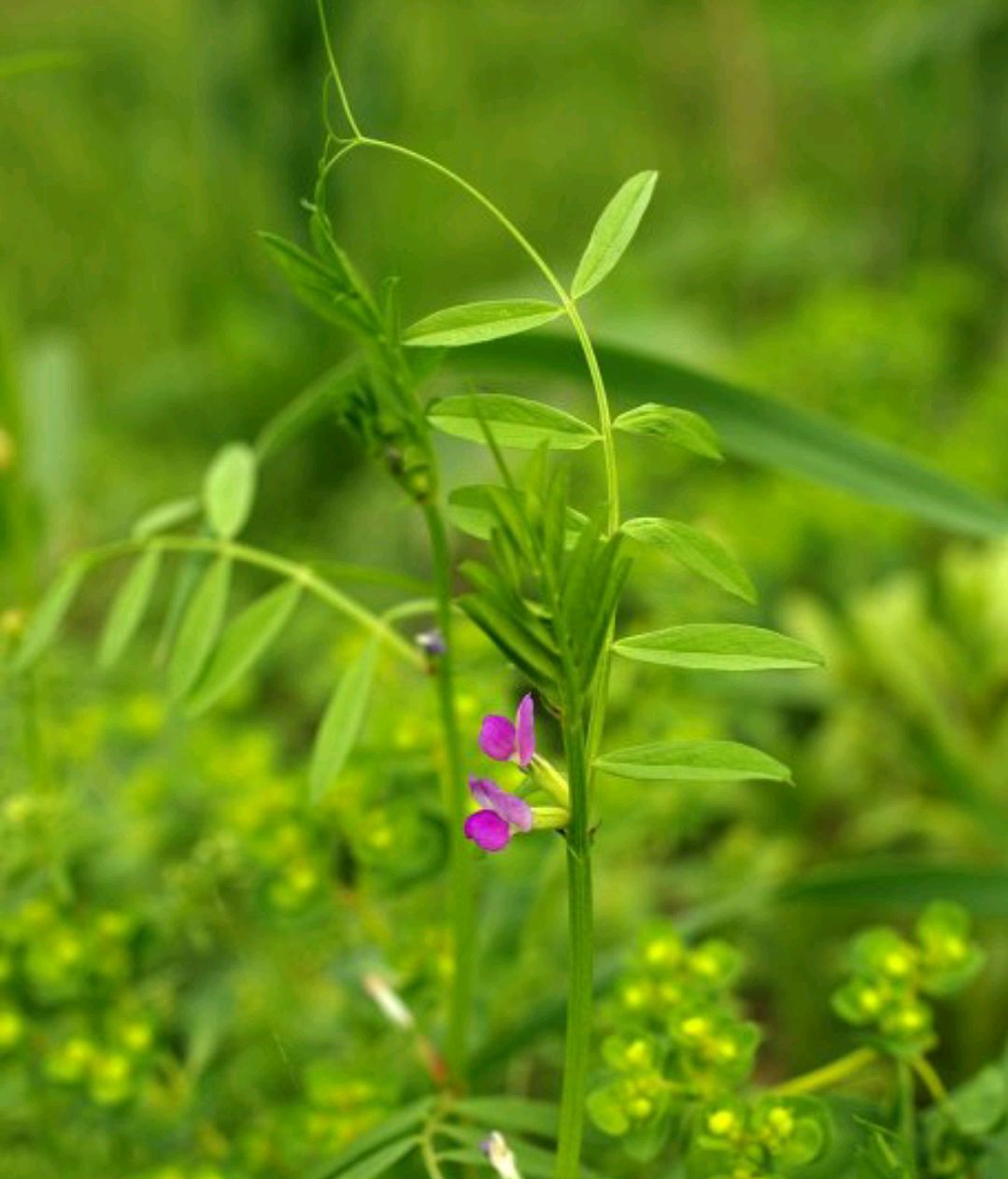 120种野菜介绍，图名并茂，快来认识一下！涨知识不吃亏