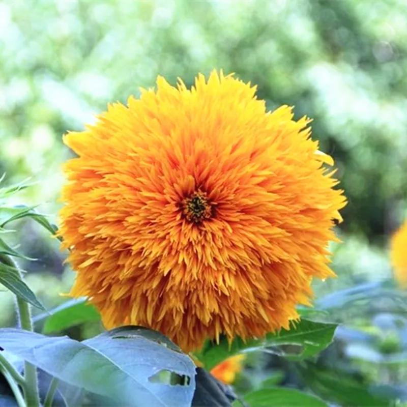 花朵美图｜温柔甜美的初吻、大丽花、耧斗菜花朵合集160张