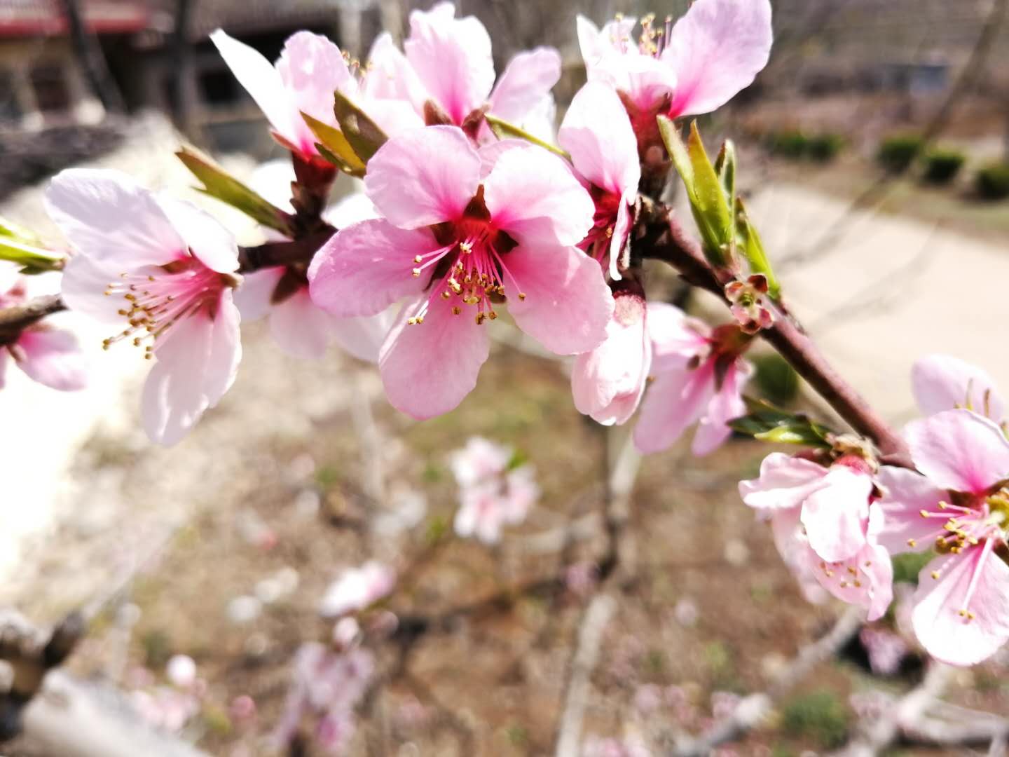 6个写桃花的千古名句，为春天增添了无穷诗意，令人心旷神怡