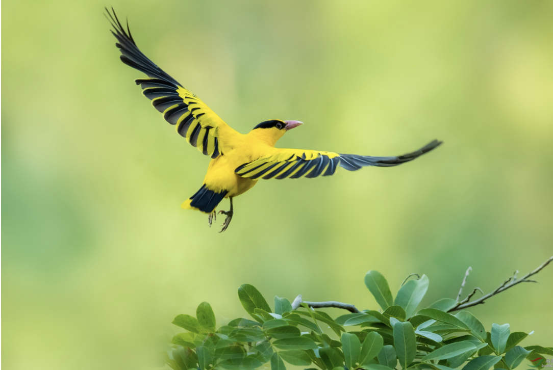 黄鹂鸟图片简单图片