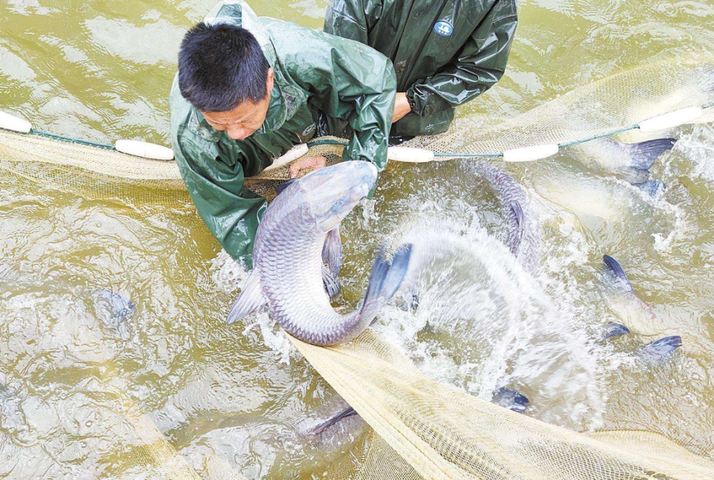 长江再现神秘物种——鳤，十年禁捕：若不保护，将无鱼可吃