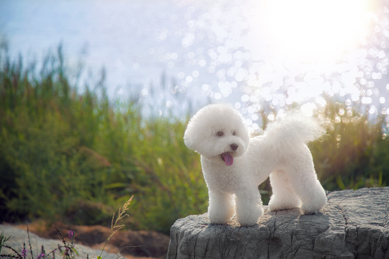 如今养狗的人越来越多了,不知道你有没有发现养狗久了,你和狗狗的样子