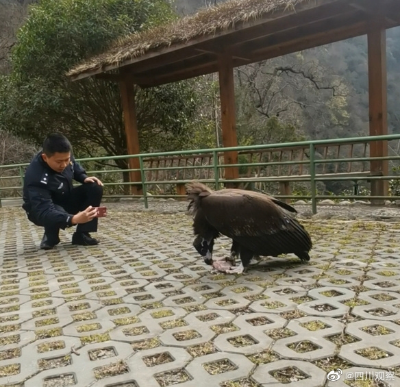 四川广元一受伤秃鹫伤好后赖着不肯走 每天还要消耗10斤肉