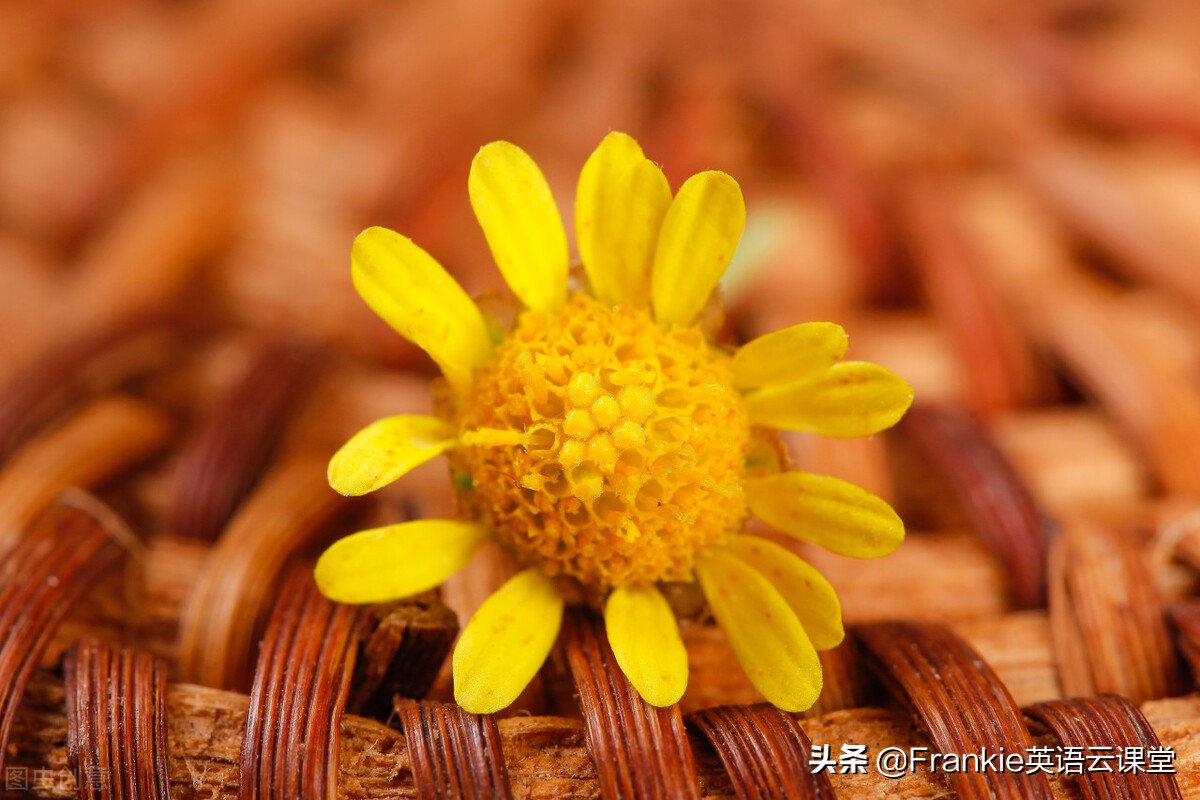 初中英语语法总复习：重点词汇become用法讲解