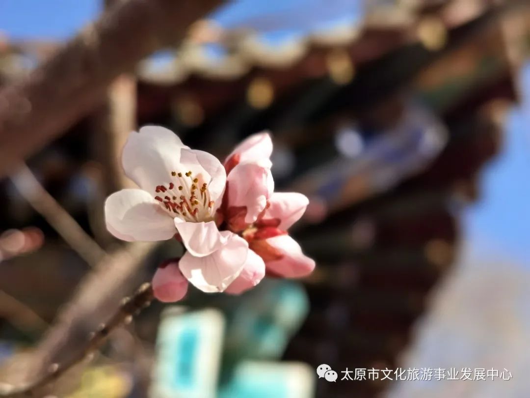 线上展览|“山河春意 锦绣太原——花的世界”主题摄影线上图片展（十四）