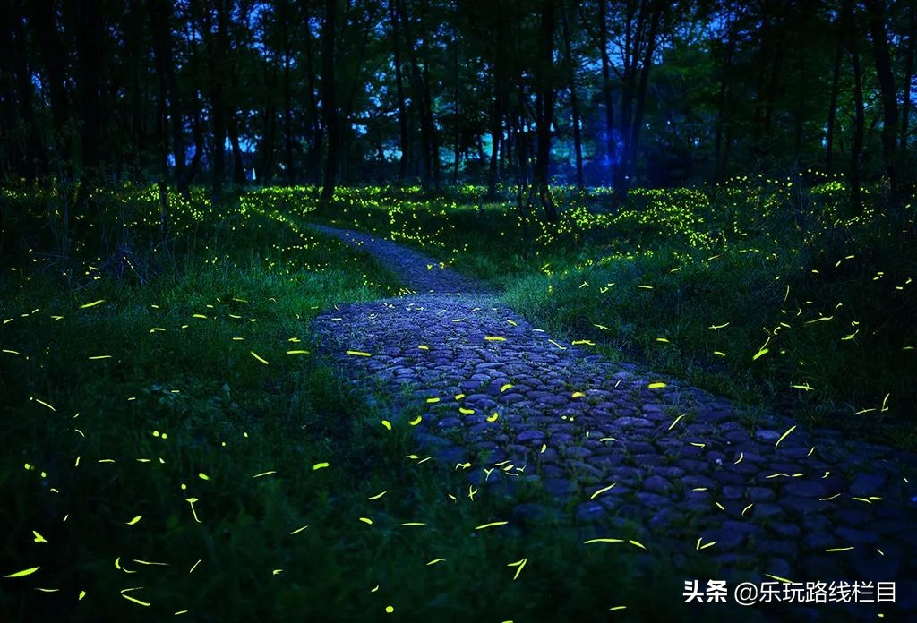 收藏！莲都春游好去处都在这里了