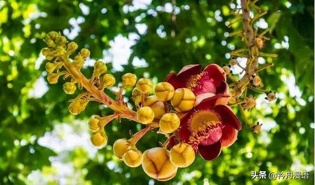 菩提的意思(一花一木一世界,一叶一树一菩提的意思)