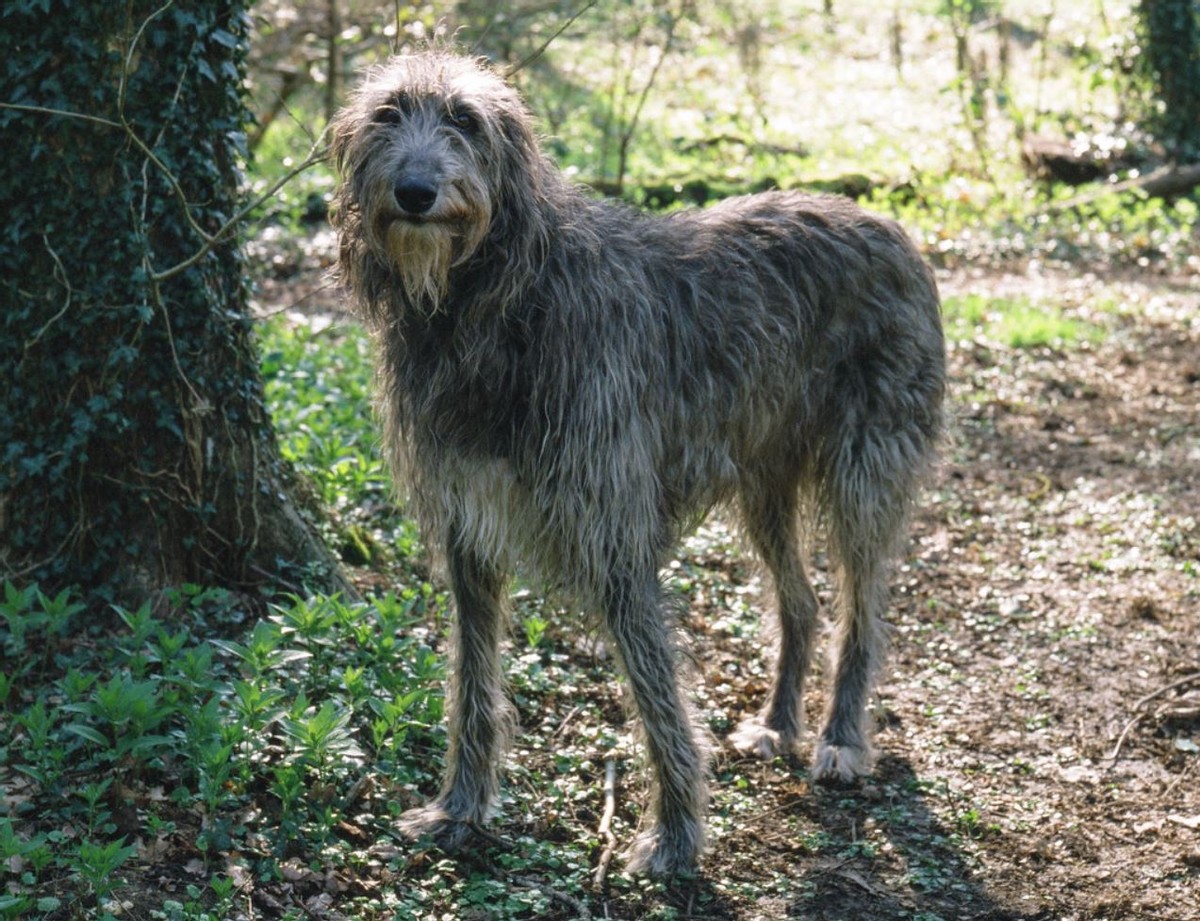 2022精品盘点世界上速度最快的22只狗狗,猜一下第一名能跑多快?