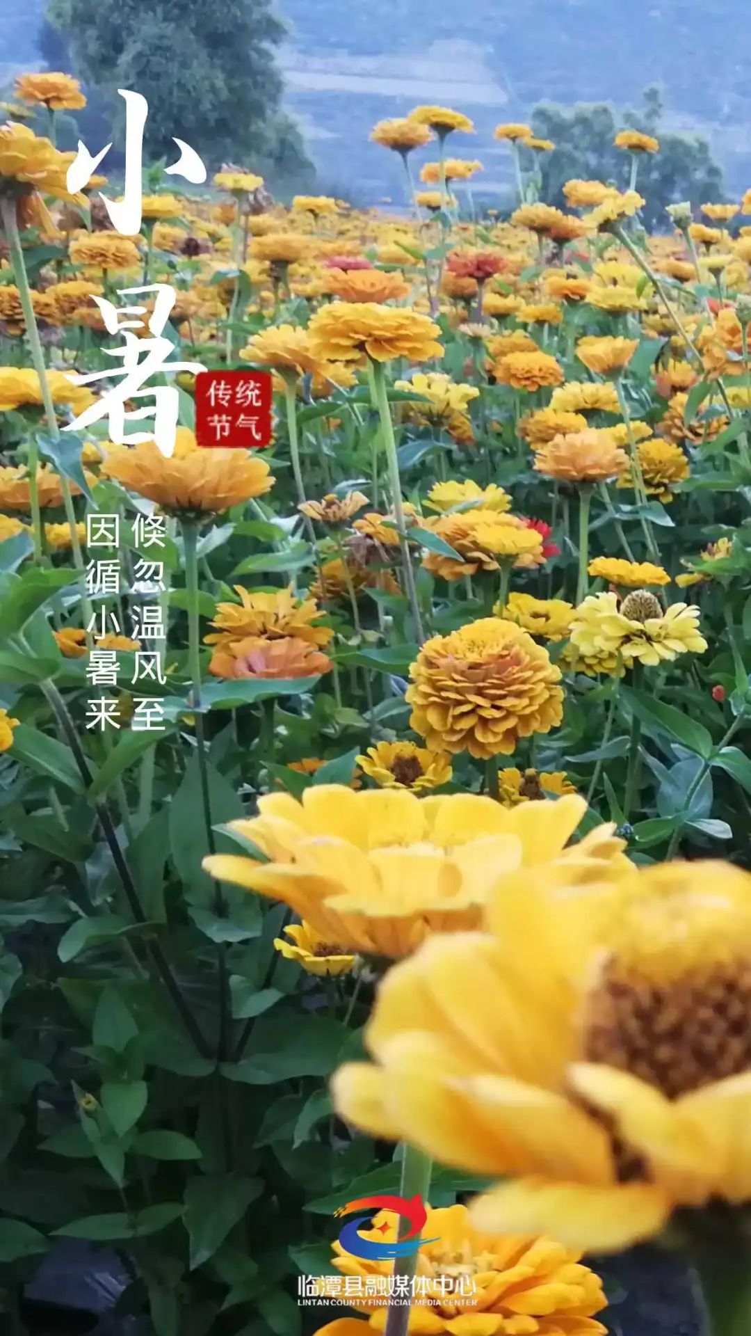小暑，你好！