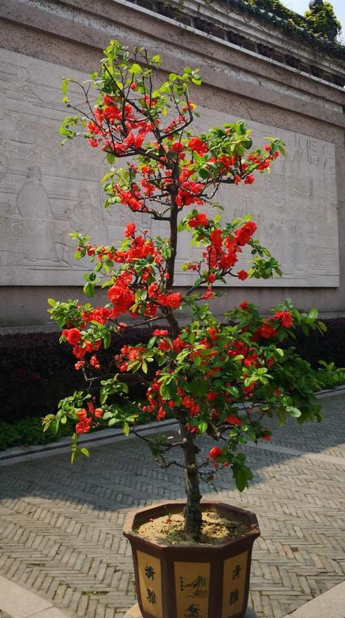 7种吉利树，能活上百年，可摘果可赏花，种一次多年都有收获