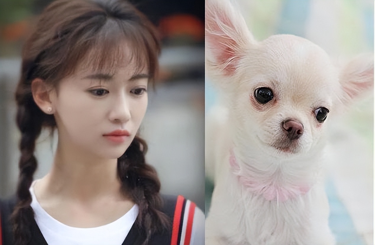 盘点跟狗“撞脸”的明星，网友：刘昊然跟柴犬，简直一模一样