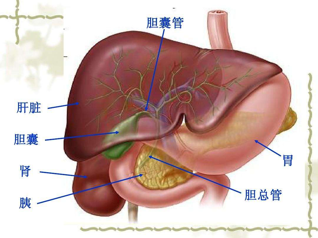 胃疼带着后背疼是怎么回事胃疼和胆囊疼如何区分