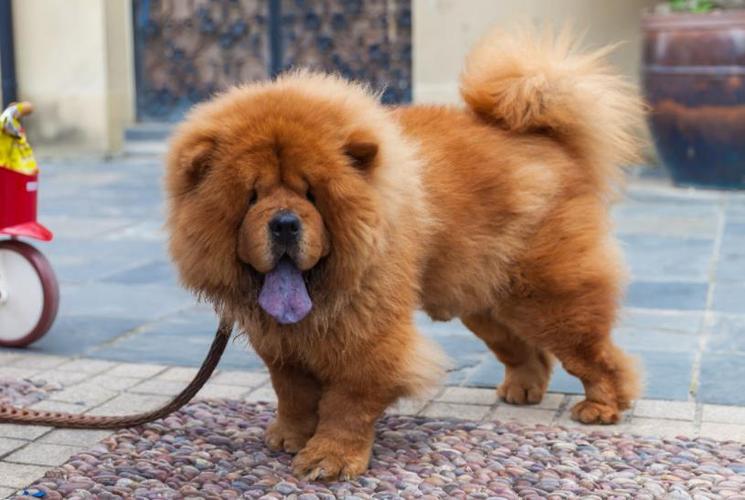 为何大家都不太敢养"松狮犬"?网友:养过一次就怕了