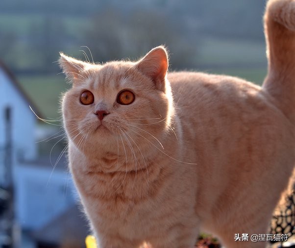 英国短毛猫丨金渐层（黑金）