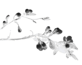 收藏！莲都春游好去处都在这里了