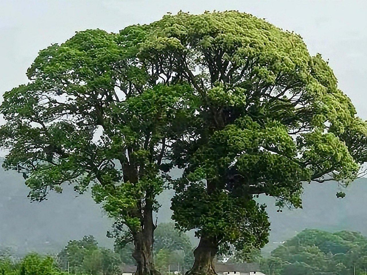 你见过这种树吗？它有较高的价值，果实能做豆腐，却被市场忽略了