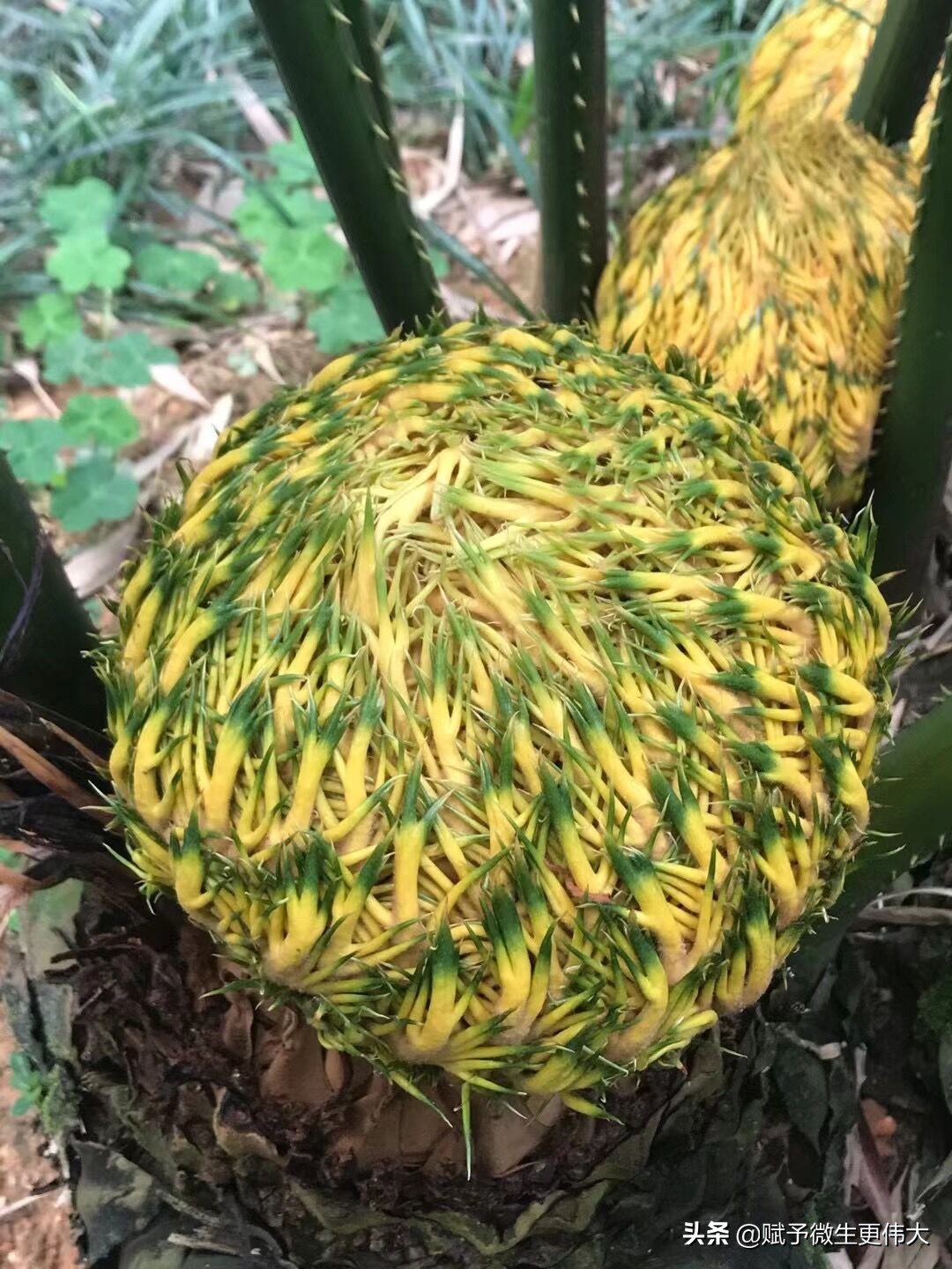 赋一甲——风华百代蔚满霞