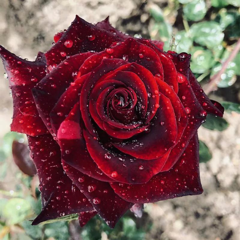 14种玫瑰的种类与浪漫花语 你值得细细品味 佳辰