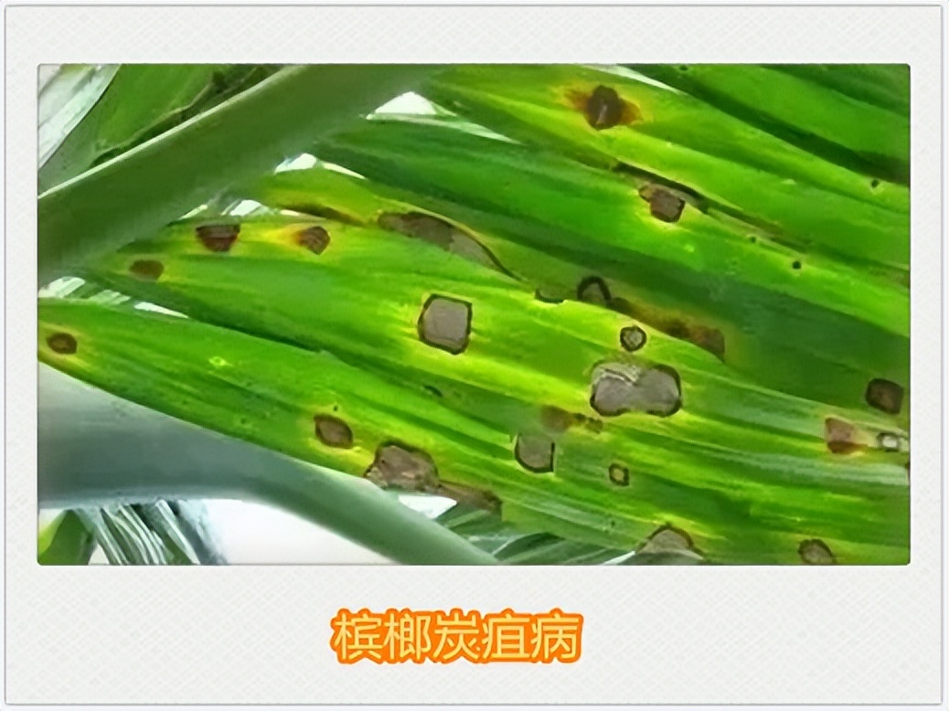 酵素農(nóng)業(yè)技術(shù)：檳榔黃化及島本酵素菌肥綜合防治方案