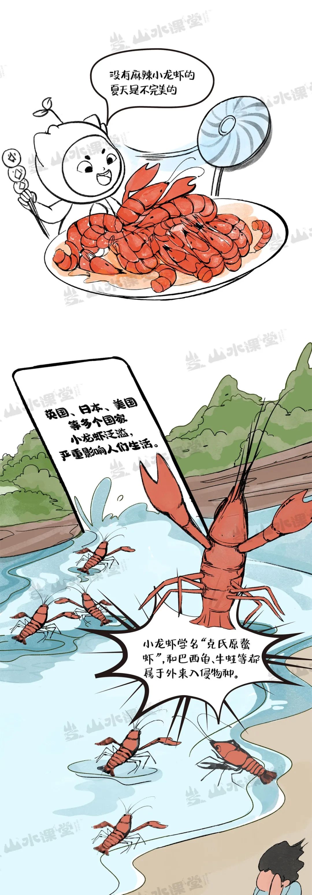 图解漫画 | 长江流域小龙虾的“利”与“害”，一吃可解否？