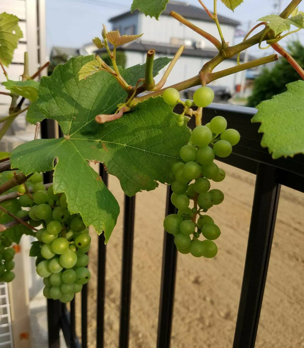阳台种葡萄有"2技巧",果子一串串,好吃好看美味,比养花有趣