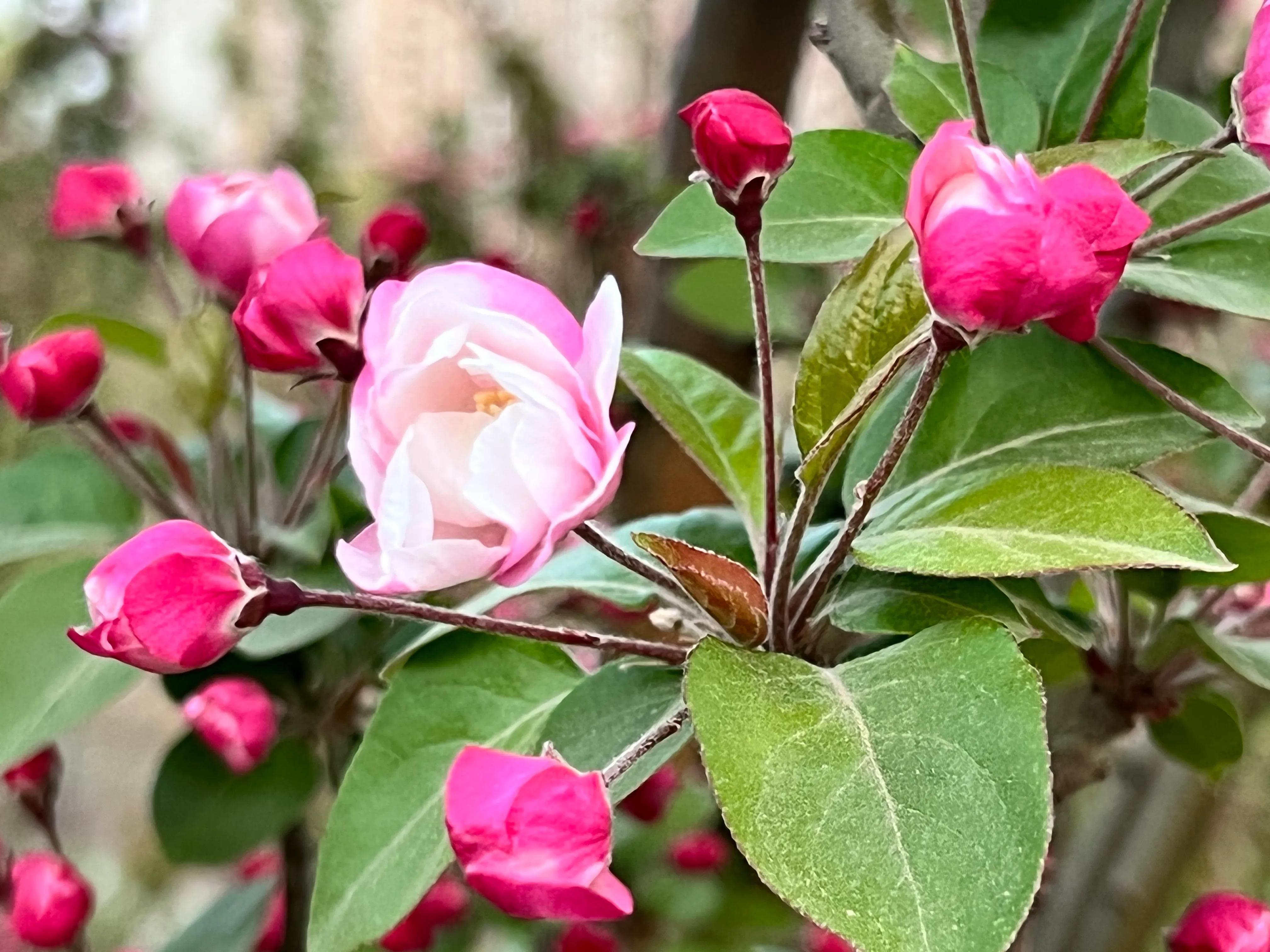 人间四月尽芳菲，繁花似锦芳草茵茵，花香四溢沁人心脾