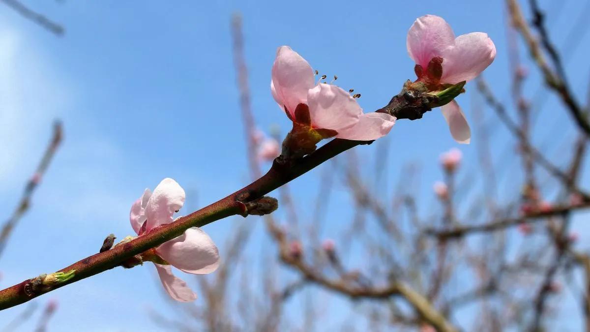 原创新婚楹联四副