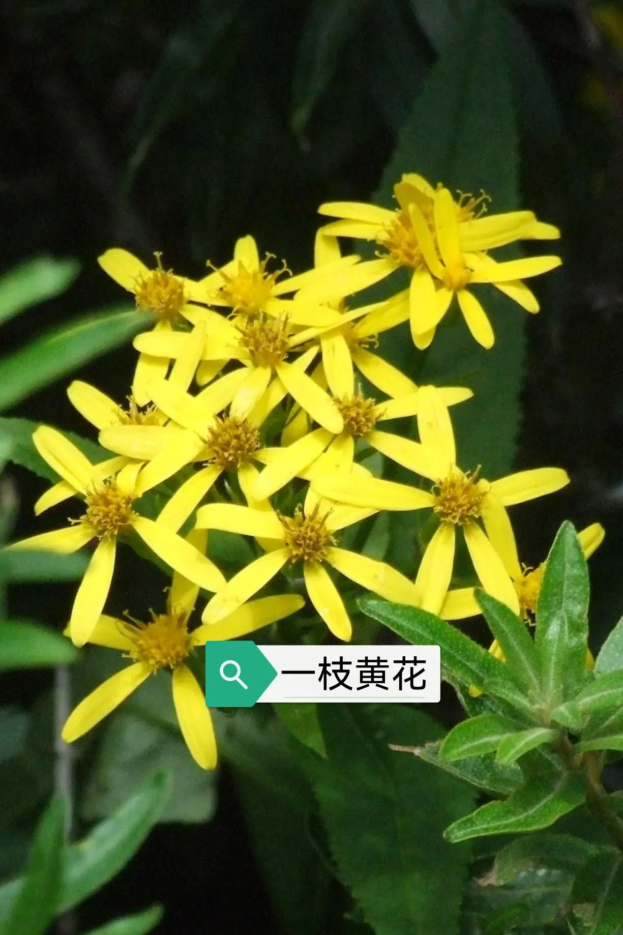 中藥古今研究:一枝黃花