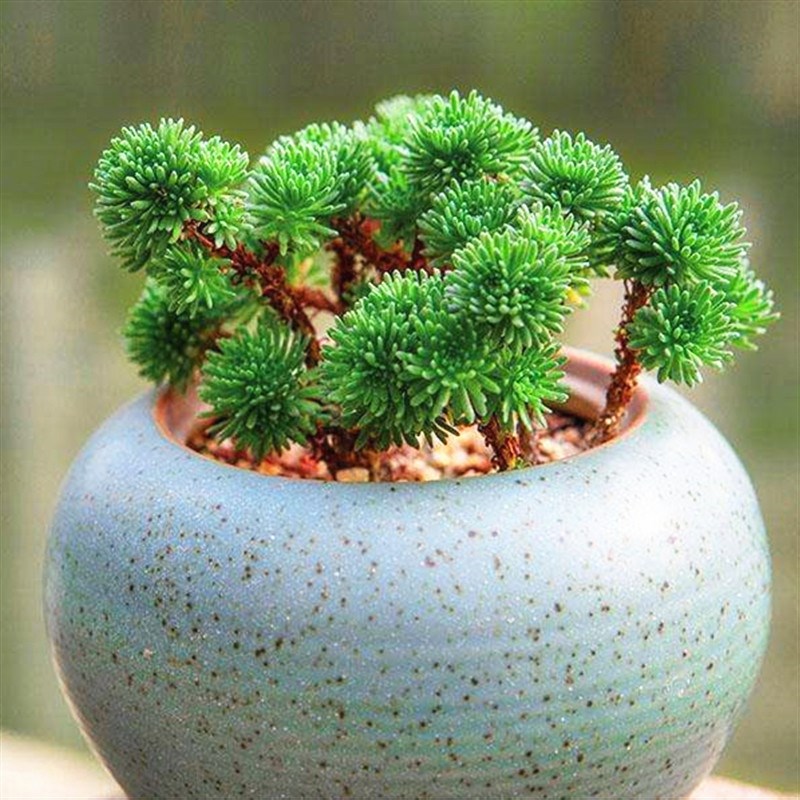 多肉植物介绍(100种多肉图鉴,比花还美,你认识几种?