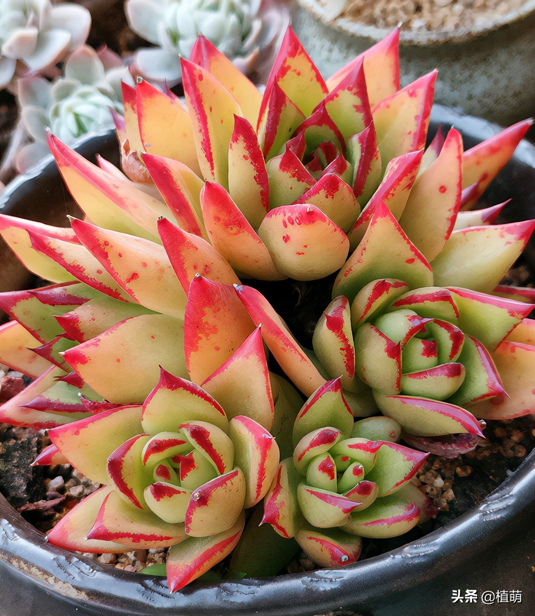 口红多肉(在上海,养了3年的口红,植株一年比一年大,今年的颜色特别