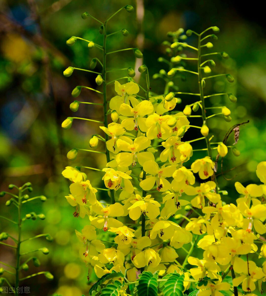 12云实花:【花语】别致,浪漫,美妙.