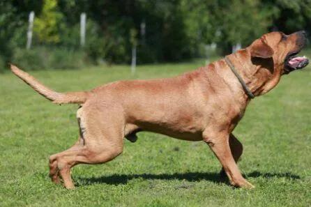 世界法律禁养的三种猛犬(世界十大禁养猛犬排行榜 人人都想养但却被禁的十大犬种)